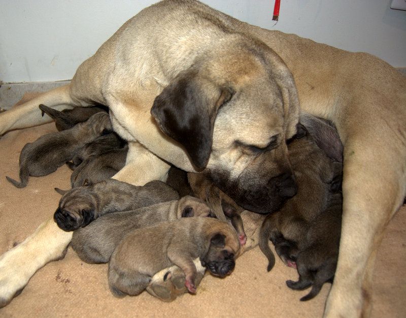 de la Bergerie d'Honey - NAISSANCE MAGNIFIQUES CANE CORSO LOF