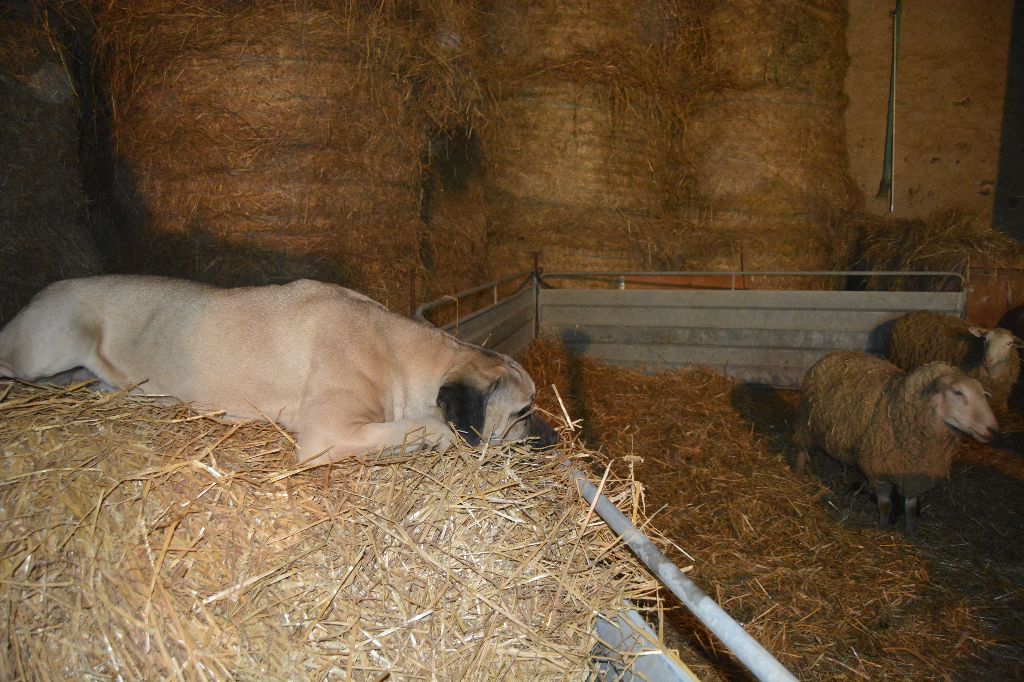 NOS CHIENS MAYA / ANGEL / HONEY