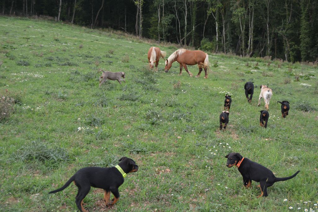 LA SOCIALISATION ET L EDUCATION DU CHIOT