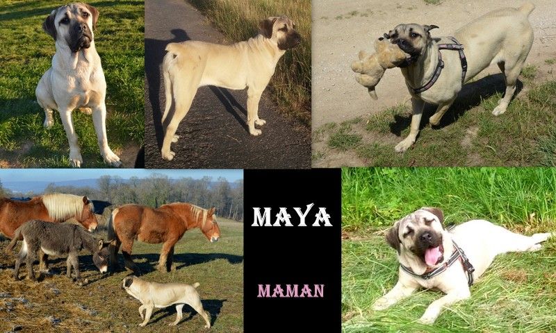 MAYA "MAMAN"