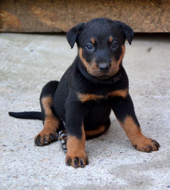 OSCAR  (fuego) DE LA BERGERIE D HONEY